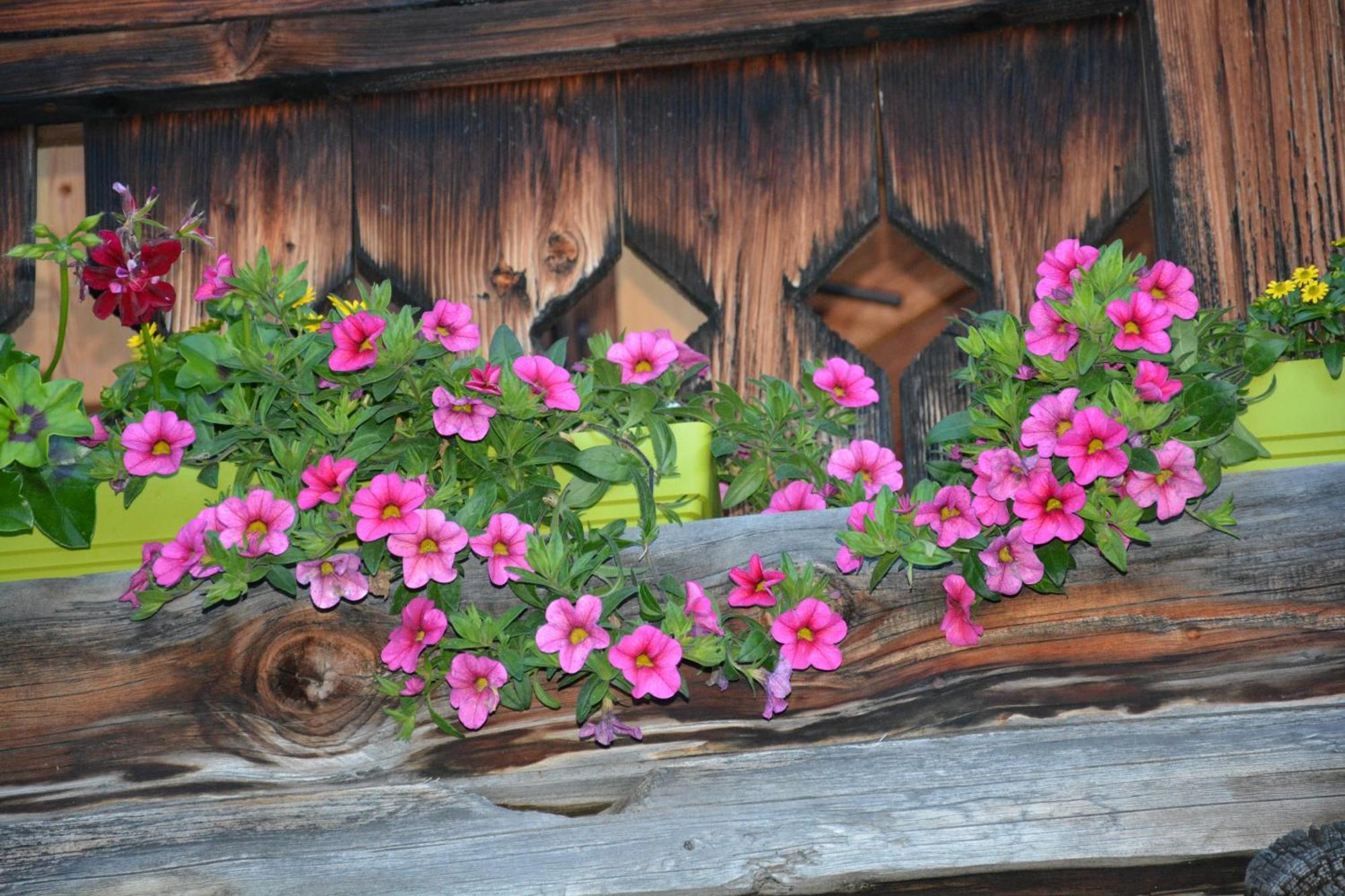 B&B,Bergheimat Oase Irschen ภายนอก รูปภาพ